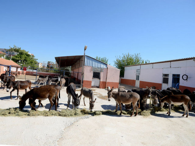 'ANNE SÜTÜNE EN YAKIN SÜT'