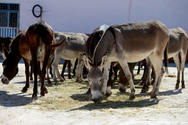 Antalya'da kurduğu çiftliğinde 90, İstanbul-Çatalca'daki çiftliğinde 110 eşek bulunan Yalçın, ayrıca 10 at, 12 deve besliyor. Bodrum'da Musa Karaçam tarafından kurulan eşek çiftliğinde ise 10 eşek bulunuyor.