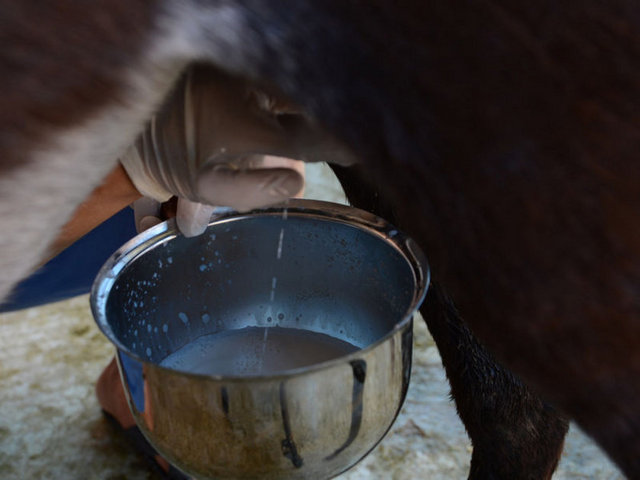 ASTIMDAN kansere kadar birçok hastalığa iyi geldiği iddia edilen eşek sütüne artan ilgi fiyatını da artırdı.