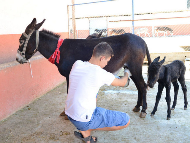 Eşek sütünün, keçi sütüyle birlikte anne sütüne en yakın süt olduğu söylenirken, Kırklareli, Isparta, Antalya, İstanbul ve Muğla-Bodrum'da eşek çiftlikleri kuruldu.
