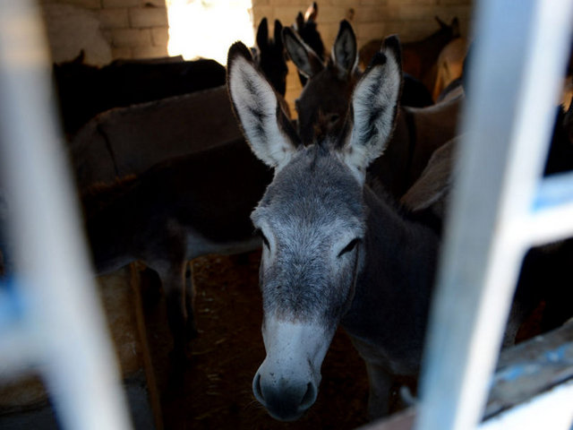 KADINLAR YÜZLERİNE SÜRÜYOR