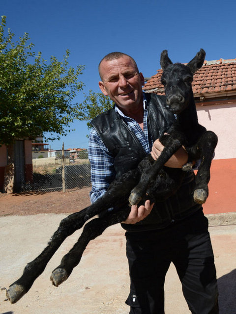 Süleyman Demirel Üniversitesi Mühendislik Fakültesi Gıda Mühendisliği Bölümü'nden Prof. Dr. Zübeyde Öner, "Protein değeri anne sütünde yüzde 1.5 iken, eşek sütünde yüzde 2.5. Eşek sütünde bakterilerin hücre duvarını parçalayan lizozim enzimi çok yüksek" dedi.