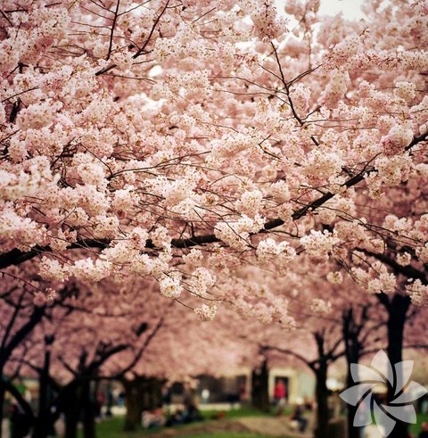 Fotoğraf: Danielle Hughson