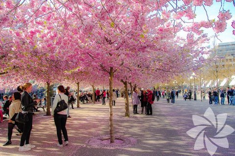 Fotoğraf: Hector Melo A.