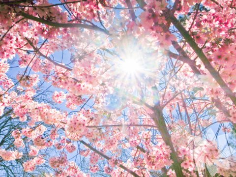 Fotoğraf: Renee Chan