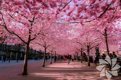 Fotoğraf: Hector Melo A.