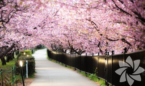 Fotoğraf: Masato Mukoyama