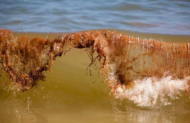 2010 Queensland Selleri Avustralya 35 kişi öldü. Sel o kadar ağırdı ki, tüm kaynaklar İncil`deki kıyamete göndermede bulundu.