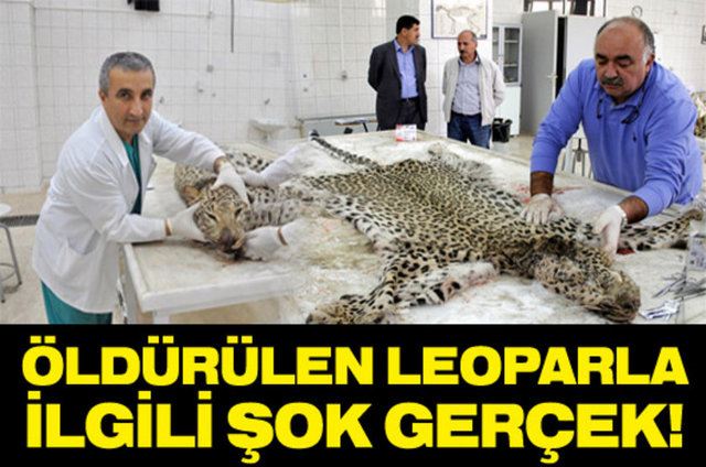 Diyarbakır'da çobanların kendilerine saldırdığı için öldürdüğü leoparın, Dicle Üniversitesi Veterinerlik Fakültesi Anatomi Anabilim Dalı'nda yapılan otopsisinde daha önce de tabanca ile vurulduğu ortaya çıktı.