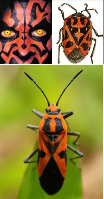 Darth Maul Böceği Oncopeltus fasciatus, büyük Milweed böceği olarak bilinse de Darth Maul böceği daha havalıdır.
