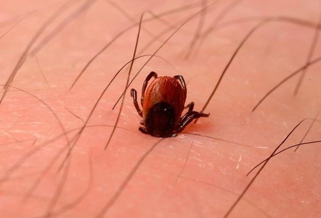 Vebanın insanlara bulaşmasında baş rolü oynayan keme piresi ve akrabaları ortaçağda Avrupa nüfusunun yaklaşık dörtte birinin ölümünden sorumludur.