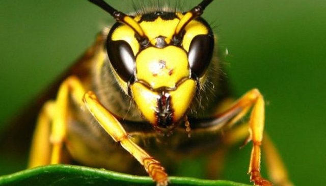 Bu canlılarda bulunan venom zehiri yüzünden yılda ortalama 40 kişi ölüyor.
