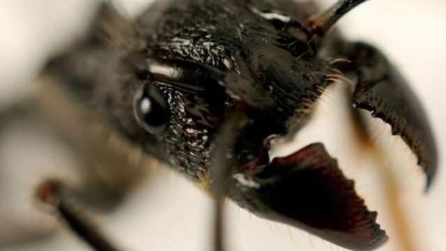 Mermi Karıncası Amazonda yaşayan ve nörotoksin içeren zehire sahip olan dev böceklerdir.
