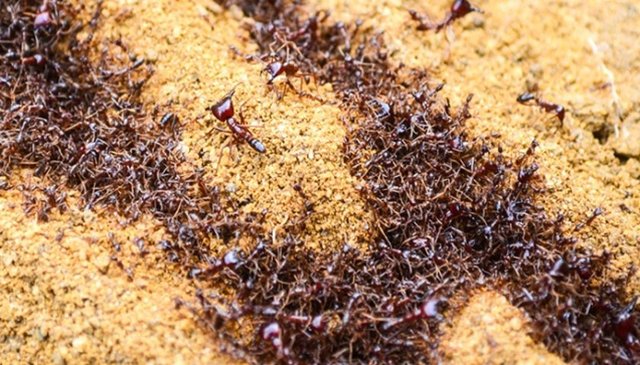 Dorylus Karıncaları Bu canlıların milyonlarcası bir araya gelerek bir sürüyü oluştururlar.
