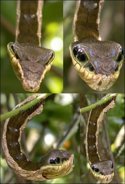 Yılan Tırtılı Deilephila elpenor, Fil-Şahin güvesi olarak da bilinen Sphingidae familyasından büyük bir güvedir.