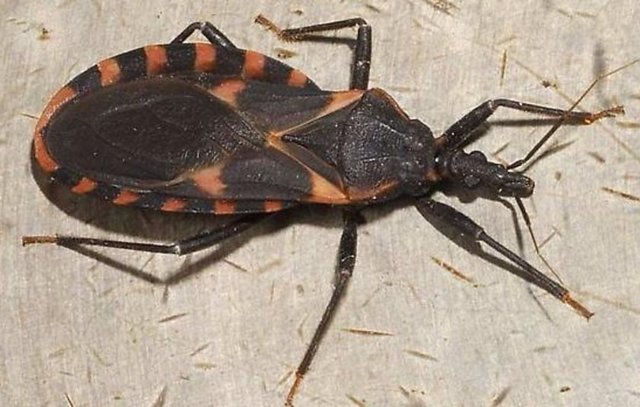 Chagas hastalığı yaydıkları için yılda ortalama 12.000 kişinin ölümüne neden olurlar.
