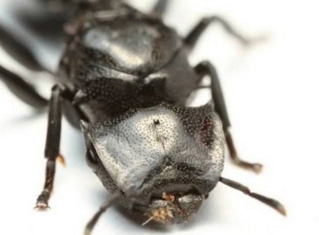 EN ACAİP GÖRÜNÜŞLÜ BÖCEKLERDarth Vader Karıncası Cephalotes atratus normalden büyük, siyah giyinmiş, korkunç bir kask takan ve süper güçleri var gibi görünen bir karıncadır. Süzülen karınca denir fakat Darth Vader'ı andırır.