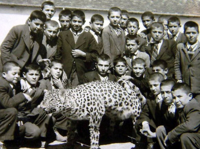 Öldürülmüş olan leopar ile öğrencilerin poz verdiği fotoğrafın 1954 yılına ait olduğunu belirten Sait Yalçın, "Anadolu Leoparı'nı Koca Hasan lakaplı tüfekle öldürmüş. Bu kişi 5 yıl önce vefat etti. O yıllarda öldürülen leoparın derisini yüzüp içini doldurmuşlar ve kayınpederimle diğer arkadaşları hatıra fotoğrafı çektirmiş." dedi.