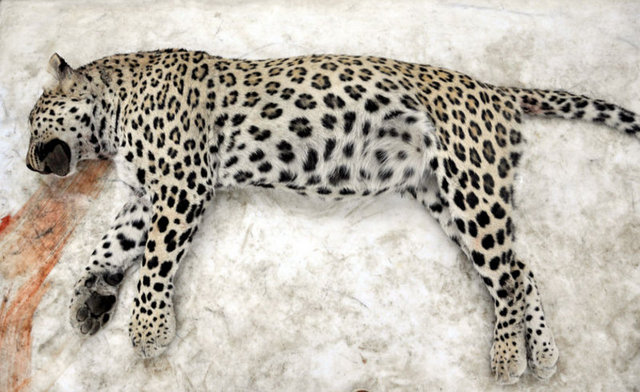 Diyarbakır'da öldürülen leopar araştırmalara ışık tutacak