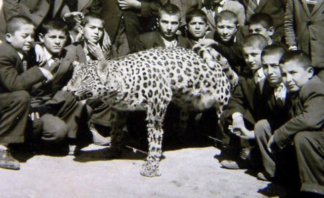 Buldanlı doğal hayat fotoğrafçısı İnşaat Mühendisi Sait Yalçın, kayınpederi Ahmet Kozacıoğlu'nun arşivinde ilginç bir fotoğraf buldu.