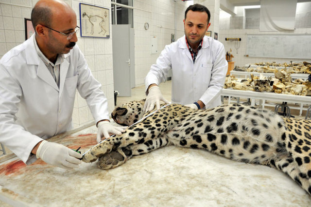 Bir çoban tarafından av tüfeğiyle öldürülen leopar, Güneydoğu'da leoparların yaşadığına ilişkin umutları artırdı.