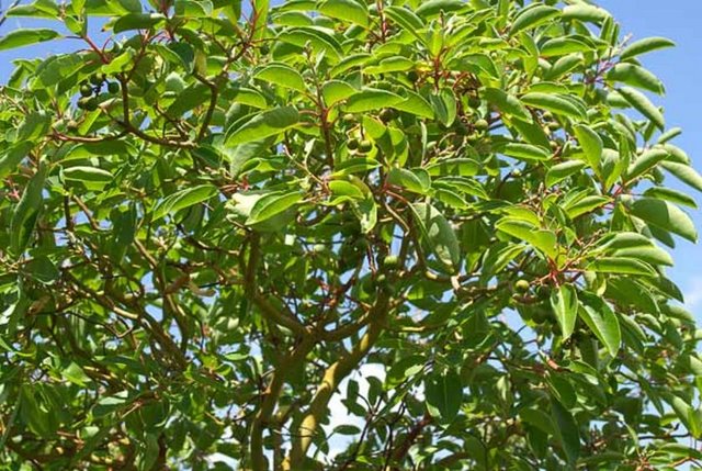 SANDAL AĞACI: Bu aromatik bitkinin yağı doğal afrodizyaklar sıralamasında en üstlerde yer alıyor.