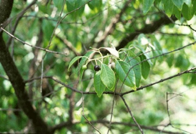 Eşsiz ve müthiş bir erojen etkiye sahip olduğu belirtilen bitki bugün parfüm sanayinde sıklıkla kullanılıyor.
