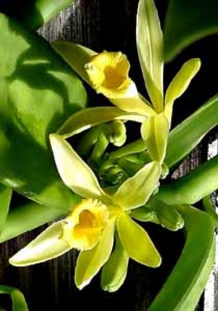 Vanilya kokusu vatanı Meksika, Madagaskar, Cava ve Antiller olan vanilya bitkisinden elde edilir.