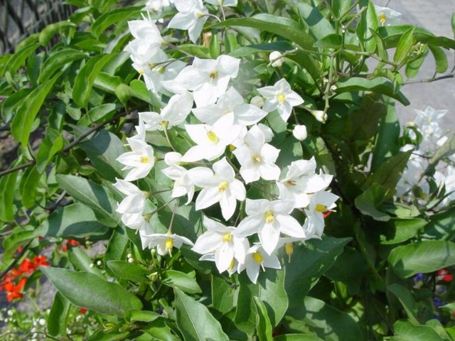 Yeteri kadar çaba göstermeye hazır ve duyarlı bir erkekler için ideal kokulardan biri.