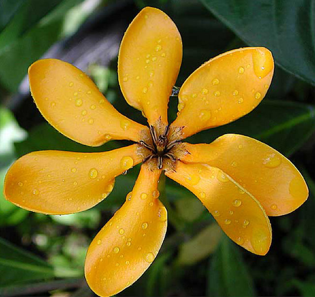 YLANG YLANG: Ylang Ylang, birçok insanın içini kıpır kıpır yapan bir etkiye sahiptir.