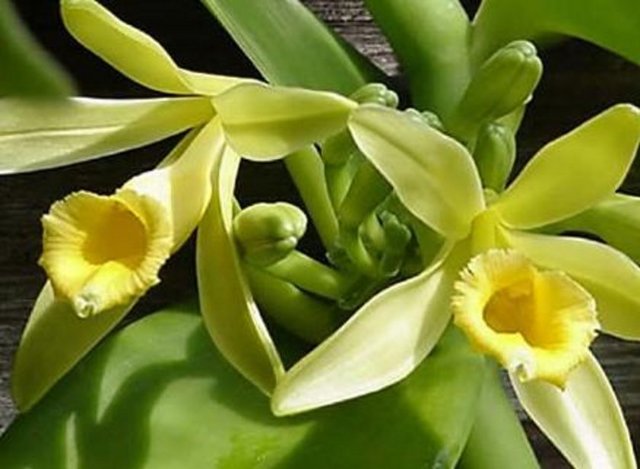 Erkekte ve kadında cinselliği arttıran bu kokular parfümlerde kullanıldığında da olumlu etki bırakıyor.