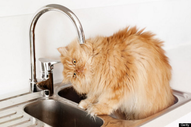 Farkına varmasanız da evinizdeki en kirli alanlara sürekli dokunuyorsunuz!