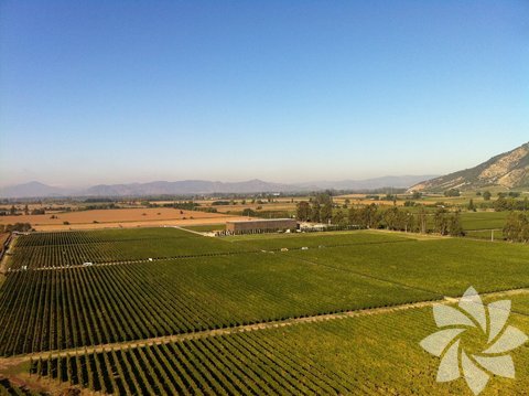 9 - Colchagua Vadisi, Şili