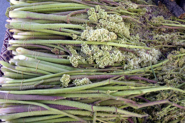 6. IŞGIN: Bu Asya kökenli bitkiden fazlaca tüketildiğinde bitkideki toksinler zehirlenmeye yol açıyor.