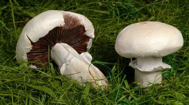 10. MANTAR: Bu bitkinin yabani olanları, zehirlenmelere ve hatta halüsinasyonlara neden oluyor.