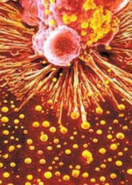 Antikorlar: Kadınlar daha çok antikor üretirler, bu yüzden de erkeklere kıyasla bakteri ve virüs hastalıklarına daha seyrek yakalanırlar.