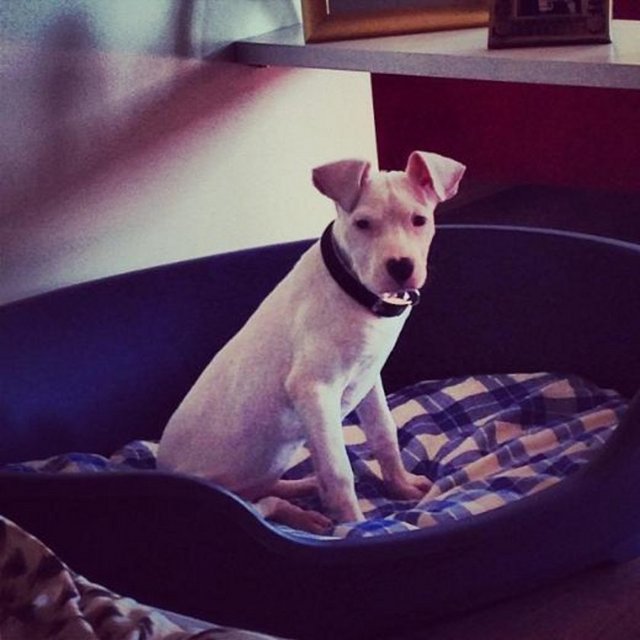 İDO TATLISES - Yeni yavrumuz -