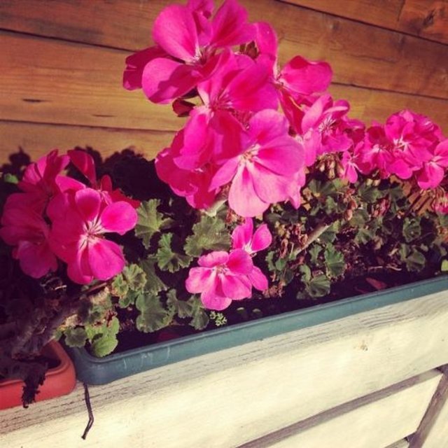 DOĞA RUTKAY - Yazdan pembe sardunyalarım -