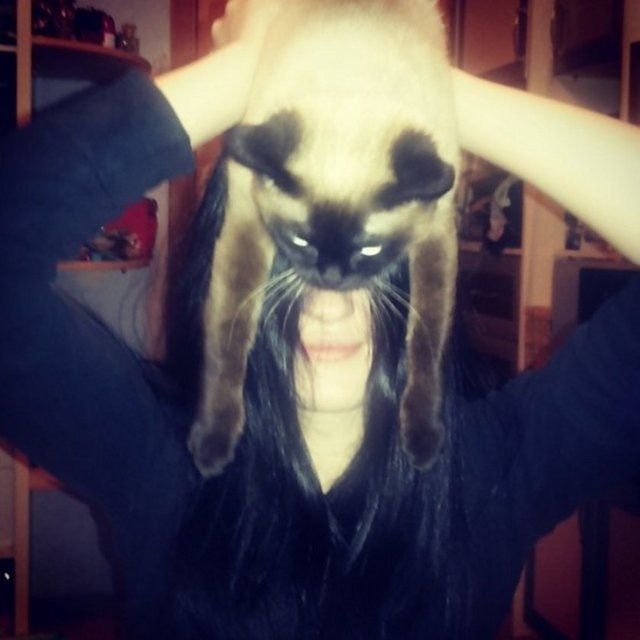 Catman Damien Greenhalgh ismindeki bir kişinin  - Twitter'da 'Kedinizi kullanarak Batman  - olun' notuyla birlikte paylaştığı  - fotoğraf kısa sürede fenomen haline geldi