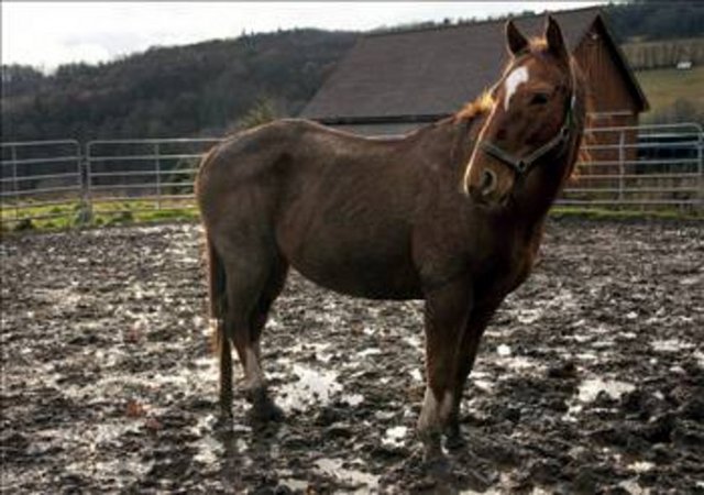 Kadının atının ağzından korkudan köpükler gelmeye başladı.
