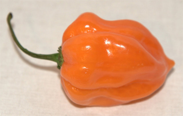 Turuncu Habanero