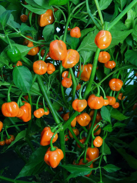 Acılık ölçeği: 225 SHU