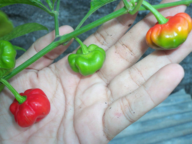 Barbados Bonney Biberi