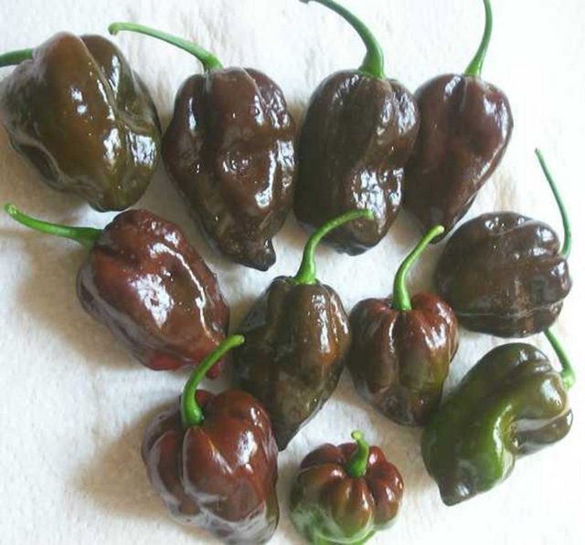 Cikolata Habanero