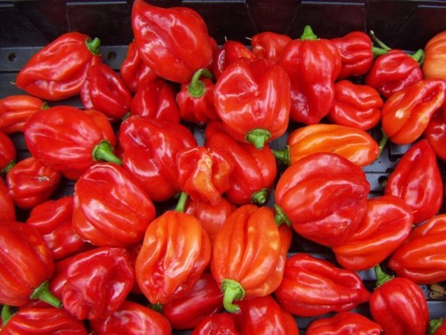 Scotch Bonnet