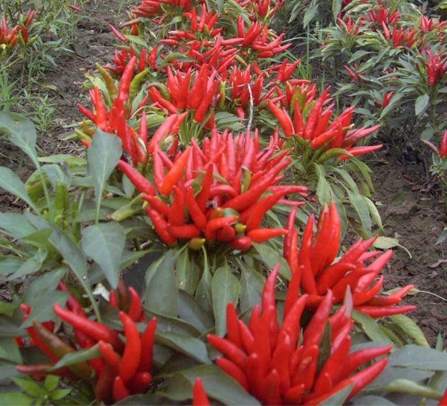 Acılık ölçeği: 230 SHU