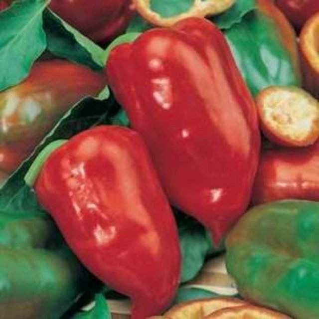 Bitki Boyu: 46-61 cm