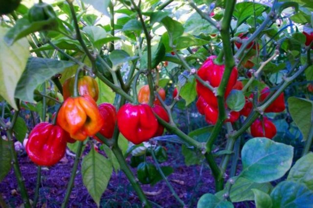 Bitki boyu: 61-76 cm