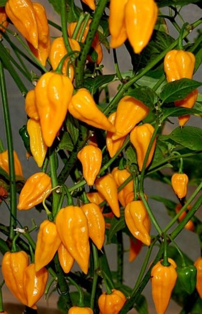 Bitki boyu: 51-64 cm