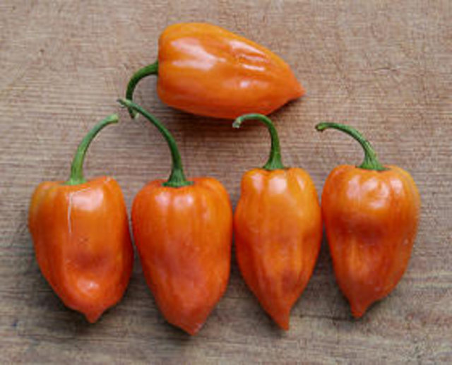 Yetiştiği yer: Meksika'nın Yucatan eyaleti